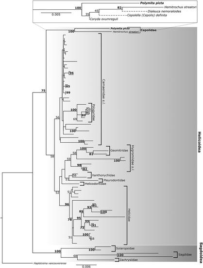 A phylogenetic tree showing the relationship of Polymita to other snails