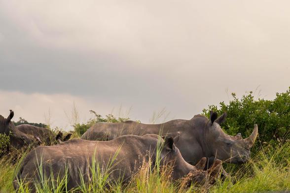 A group of rhinoceroses resting in tall grass under a cloudy sky.