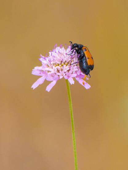 𝗣𝗶𝗰𝘁𝘂𝗿𝗲 𝗗𝗲𝘀𝗰𝗿𝗶𝗽𝘁𝗶𝗼𝗻 (𝗘𝗻𝗴): A blister beetle feeding on a field scabious flower. I haven't been able to determine the species of the bug because there are hundreds, but the beetle has a shiny black body and orange elytra with black spots. The flower is very common and stands out against a bright ochre background.

𝗗𝗲𝘀𝗰𝗿𝗶𝗽𝗰𝗶𝗼́𝗻 (𝗘𝘀𝗽): Un meloido o escarabajo meloideo alimentándose en una flor de escabiosa. No he podido determinar la especie porque existen centenares, pero el escarabajo tiene el cuerpo negro brillante y unos elitros anaranjados con manchas negras. La flor es muy habitual y destaca contra un fondo ocre brillante.