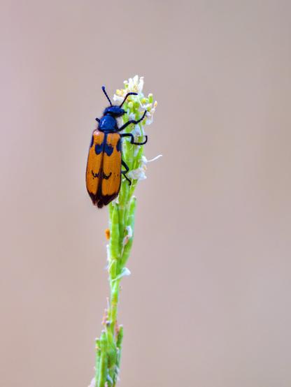 𝗣𝗶𝗰𝘁𝘂𝗿𝗲 𝗗𝗲𝘀𝗰𝗿𝗶𝗽𝘁𝗶𝗼𝗻 (𝗘𝗻𝗴): A blister beetle feeding on a wild herbaceous plant that no longer has flowers, although it does have some tiny buds. I haven't been able to determine the species because there are hundreds, but the beetle has a shiny black body and orange elytra with black spots. I also haven't been able to identify the plant, which stands out against a very pale background.

𝗗𝗲𝘀𝗰𝗿𝗶𝗽𝗰𝗶𝗼́𝗻 (𝗘𝘀𝗽): Un meloido o escarabajo meloideo alimentándose en una una herbácea silvestre que no tiene flores ya, aunque sí algunos capullos diminutos. No he podido determinar la especie porque existen centenares, pero el escarabajo tiene el cuerpo negro brillante y unos elitros anaranjados con manchas negras. Tampoco he podido identificar la planta que destaca contra un fondo de color muy suave.