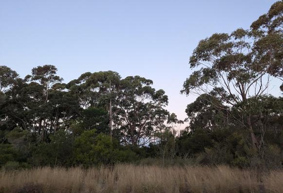 slight pastel evening sky above gumtree lined Australian bushland
