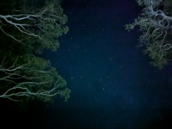 Coastal clear starry night sky seen between gumtree canopies