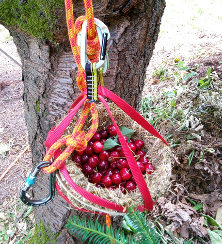Eine mit dunkelroten Kirschen gefüllte Grasschüssel hängt an einem orangenen Seil. Das Seil kommt von oben aus dem Baum. Man erkennt einen Knoten und Karabiner.
