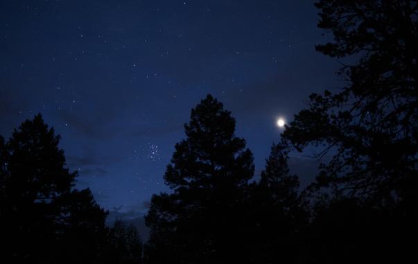 The Pleiades star cluster rises in morning twilight in late June. Conifers are dark silhouettes. Brilliant Venus is the morning star beacon. The sky is a dark blue with scattered high clouds and a fog bank hugging the earth.
