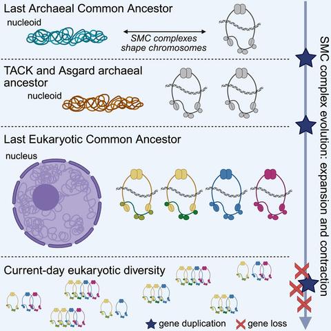 a complicated figure showing several steps in evolution of a molecular mechanism in microbial cells