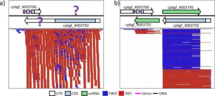 a figure from a scientific article showing various aspects of a genomic assembly