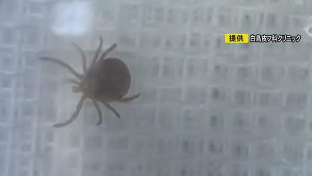 マダニ通じて感染し“人⇔ペット”も…感染症『SFTS』に飼い主も戦々恐々 人の場合は致死率最大3割近く - Yahoo!ニュース