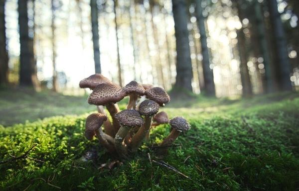 The World’s Largest Organism Is a 35,000-Ton Fungus – At Least, For Now
