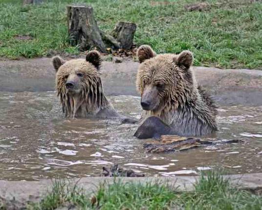 Two bears swim in a small pool of water