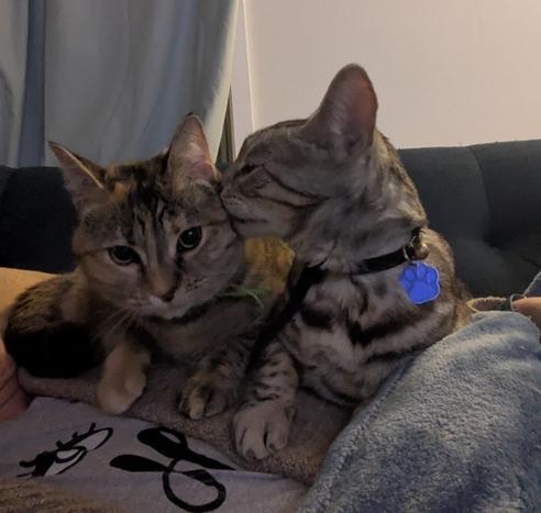2 cats on a body on a couch. A dilute torbie on the left is being groomed by a silver spotted Bengal on the right.