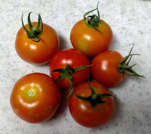 tomato