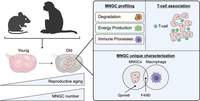 In ovaries collected from mice and nonhuman primates (NHPs), MNGC penetrance increases with reproductive age (left panel). Transcriptomic profiling of MNGCs reveals the top gene categories as degradation, energy production, and immune processes (right panel top left section). Further, MNGCs are closely associated with T-cells (right panel top right section). Additional transcriptomic analysis segregates MNGCs from macrophages and stromal cells. While stromal cells serve as controls and do not overlap with macrophages or MNGCs, macrophages and MNGCs share expression of macrophage marker F4/80. However, the authors identify Gpnmb as a unique, putative marker of ovarian MNGCs (right panel bottom section). Created in BioRender