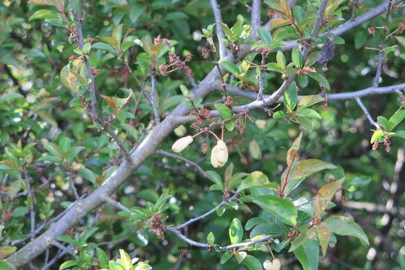 Photo of treespecies Prunus insititia : Category is photo of discerning trait