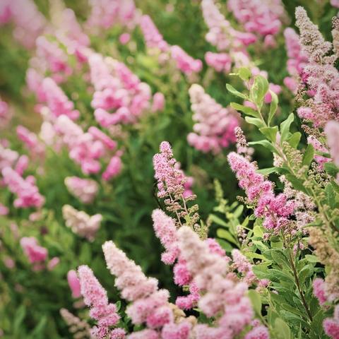Bright pink and green spirea shrubs grow under an overcast sky.