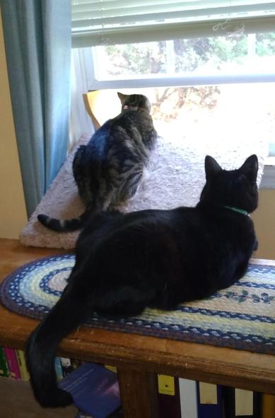 Our little tabby cat with white markings, named Pax, is watching the birds as she lies on a window shelf.  A huge black cat, named Peck, is also watching the birds.  He is lying near the tabby on a multi-colored braided runner on top of a long, low bookcase.