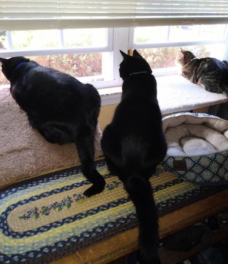 Two big black cats, on the left,  and one small tabby cat with white markings, on the right, are watching the birds as they look out the windows.  The two black cats are Doodle and Peck.  The small tabby is Pax.