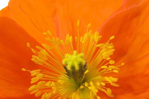 Closeup on the flower. The petals are vibrant yellow orange deepening in places to intense vermillion. The center is greenish yellow, with pronounced black hairs on the ovary, and golden yellow stamens in a circle around it.