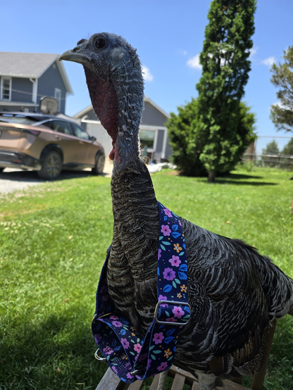 A turkey hen is wearing a large dog collar with a flower print around her neck. It's ill fitting, drooping across her front. 
The background is a lawn in front of some bushes, a car, and a house.