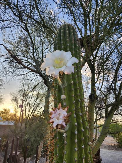 The top of a very tall columnar cactus with two large blossoms growing out of the stem - the top is a big, white flower with large petals and yellow stamens, below is a smaller pink flower that is probably a day past its prime.