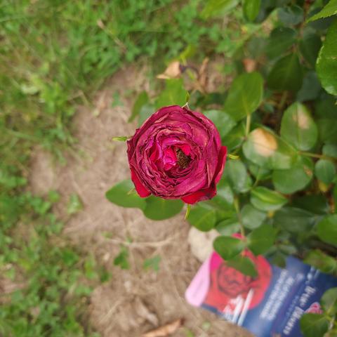 red rose just opening on the stem