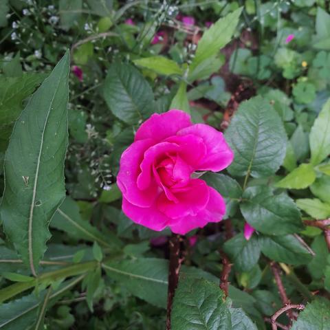 deep pink rose on the stem, not fully open