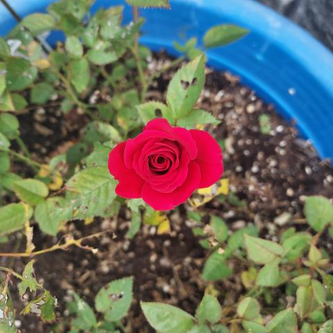 red mini-rose in a pot .