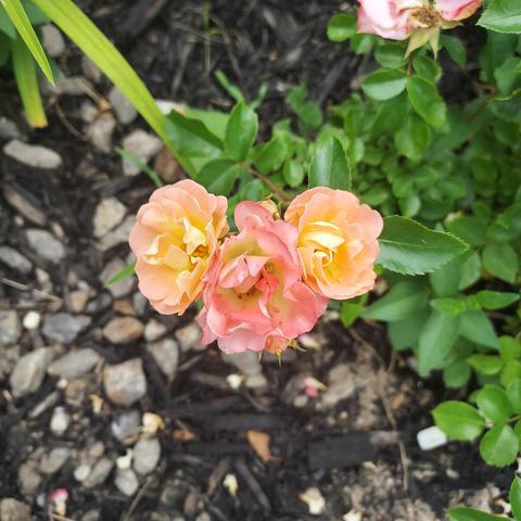 3 pink-orange mini-roses on a bush with otherwise white flowers