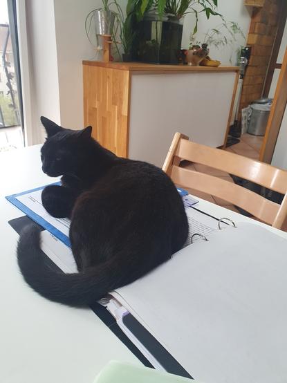 chat noir couché sur un classeur ouvert sur une table