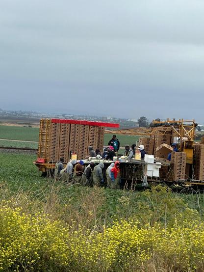Farm workers in a field harvesting cauliflower