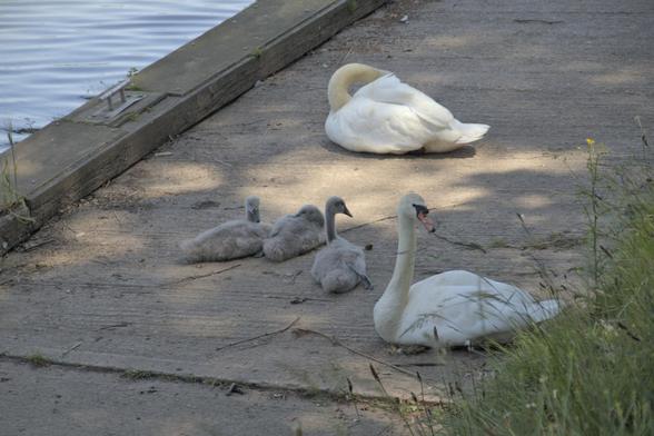 Three young cygnets with their parents on a slipway beside the River Teign estuary.