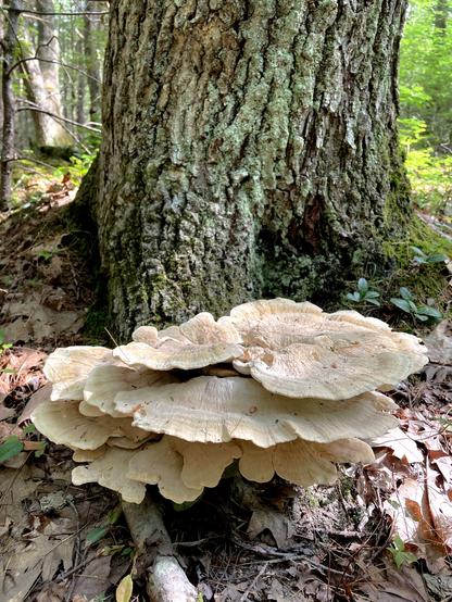 A cluster of large fungi is growing at the base of a tree trunk in a forested area. The scene features earthy tones with fallen leaves and greenery surrounding the mushrooms.