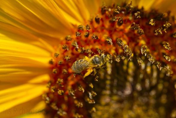 Honeybee with bees knees on a small sunflower macro photography