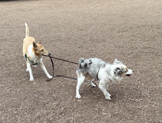 In a dog park strewn with wood chips, a tan and white smooth collie is holding onto a leash attached to a blue merle mini Aussie as he’s preparing to run toward another dog.