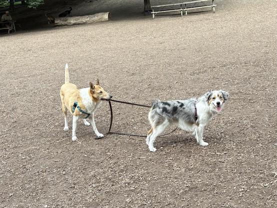 In a woodchip-filled dog park (with a picnic table and log in the background) there is a tan and white smooth collie yanking on a leash attached to a blue merle mini Aussie, who is now standing still, wondering what the hell just happened.
