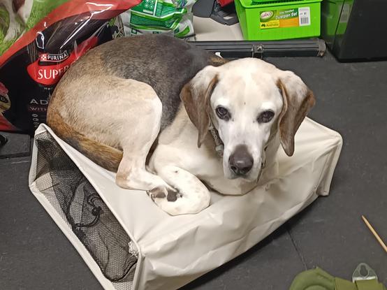 A picture of my Beagle, Nitro, laying down in a little ball on top of a beige laundry hamper in my workshop. He's looking pretty chilled out about it