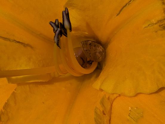a close up shot of a large yellow flower. a small snail with a hard shell crawls around the inside of the flower