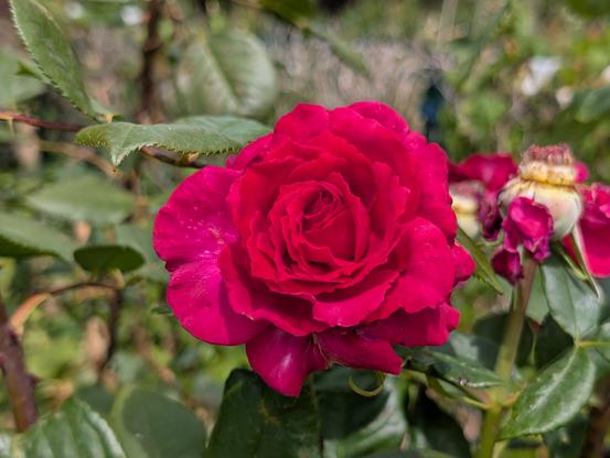a reddish pink rose faces close to the camera while behind it out of focus are other leaves