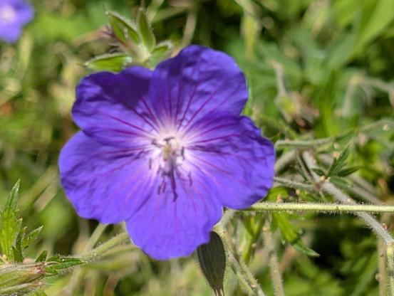 a bright Violet and white flower