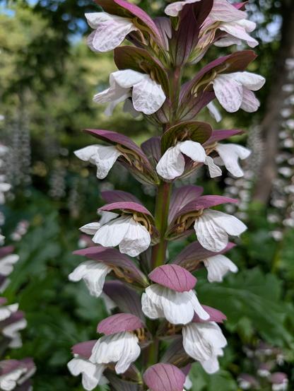 a vertical stem on which lots of little white flowers seeming to be covered by purple "hoods" can be seen