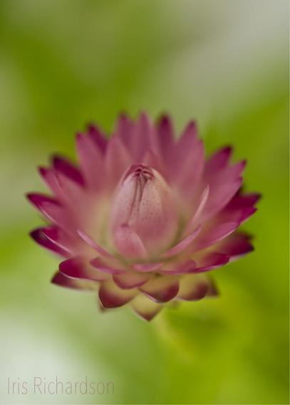 Magenta strawflower with green background macro photograph