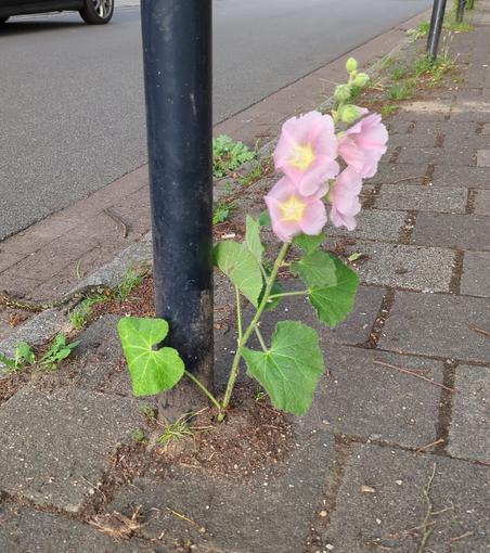 Neben einem schwarzen Schildermast am Straßenrand hat sich eine Stockrose zwischen den Pflastersteinen durchgekämpft, ca. 40cm hoch, unten mehrere grüne Blätter, oben 4 hellrosa Blüten mit gelber Mitte und noch einige geschlossene Knospen.