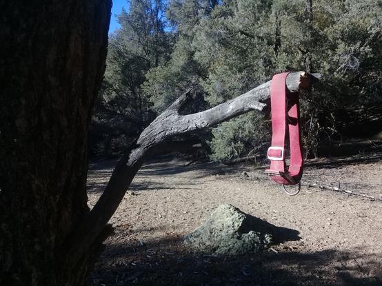 a dog collar left hanging from the branch of an old oak tree, with a dirt trail through an oak forest in the background; though I'll never know, I suspect this is a memorial for a passed pet