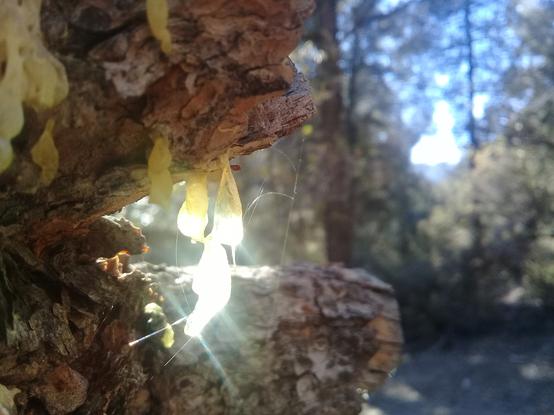 an early attempt at exploring light and shadow and contrast, in this case sunlight concentrated through a blob of sap on a tree (terribly out of focus, but I was still learning); here, the oak tree and the blurry forest background are normally lit, and the sap is piercingly bright