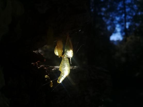 an early attempt at exploring light and shadow and contrast, in this case sunlight concentrated through a blob of sap on a tree (terribly out of focus, but I was still learning); here, all surroundings are dark to the point of invisibility, and the sap is more normally lit, barely the only thing that can be seen