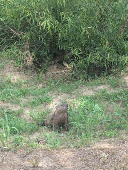 Groundhog hanging out in the grass. Soil is sandy & a treeline is nearby.