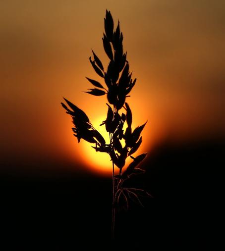 Image shows a silhouette of tall grass against a beautiful sunset
