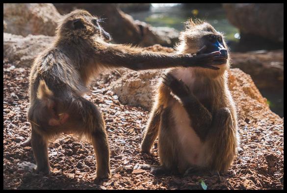 A playful wildlife photograph showing two monkeys on a sunlit, rocky ground; one monkey is sitting upright while the other stands and stretches out its arm to gently cover the sitting monkey's mouth with its hand, creating a humorous and expressive moment.