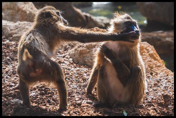 A playful wildlife photograph showing two monkeys on a sunlit, rocky ground; one monkey is sitting upright while the other stands and stretches out its arm to gently cover the sitting monkey's mouth with its hand, creating a humorous and expressive moment.