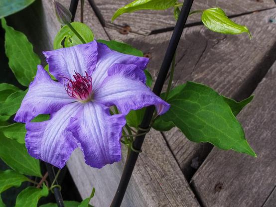 A fully-bloomed clematis flower with silvery lavender petals and red center on a black trellis.