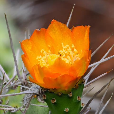 Close-up from slightly above, of a bright orange cactus flower sitting on a green cactus, surrounded by spines.  There is a tiny ant crawling in the midle of the flower.